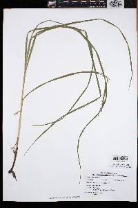 Carex squarrosa image
