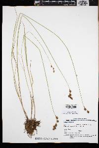 Carex straminea image