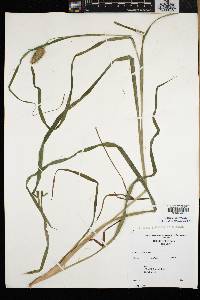 Carex typhina image