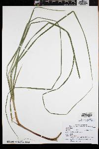 Carex vestita image