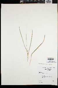 Carex willdenowii image