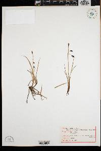Carex rariflora image