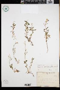 Aubrieta deltoidea image