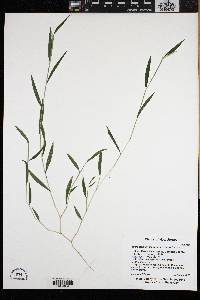 Microstegium vimineum image