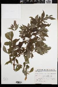 Mentha longifolia image