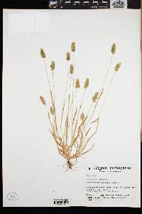 Anthoxanthum aristatum image