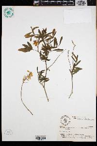Galega officinalis image