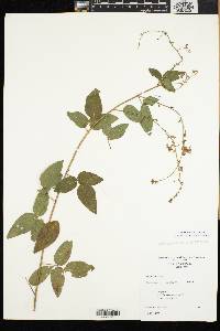 Desmodium perplexum image