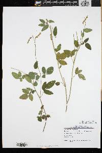 Desmodium perplexum image