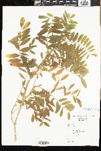 Galega officinalis image