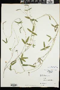 Strophostyles leiosperma image
