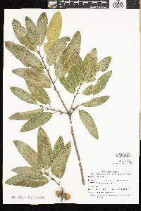Quercus imbricaria image