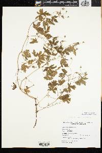 Geranium sibiricum image