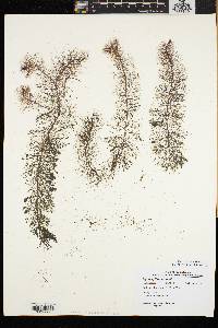 Myriophyllum farwellii image