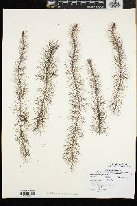 Myriophyllum farwellii image