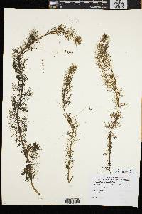 Myriophyllum heterophyllum image