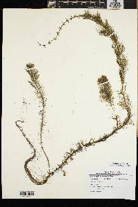 Myriophyllum heterophyllum image
