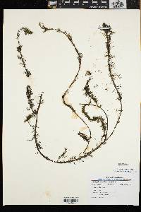 Myriophyllum heterophyllum image