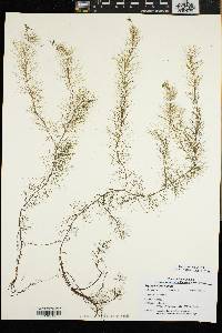 Myriophyllum humile image