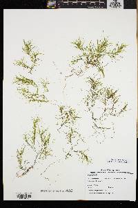 Najas flexilis image