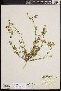 Trifolium microcephalum image