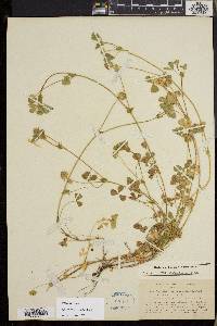 Trifolium microcephalum image