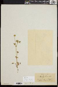 Trifolium microcephalum image