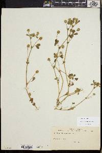 Trifolium microcephalum image