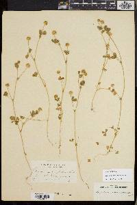Trifolium microcephalum image