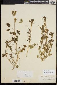Trifolium microcephalum image