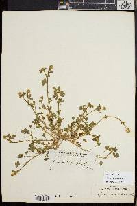 Trifolium microcephalum image