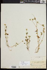Trifolium microcephalum image