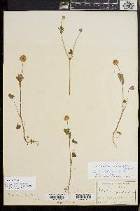 Trifolium microcephalum image