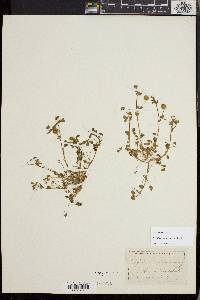 Trifolium microcephalum image