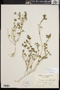 Trifolium microcephalum image