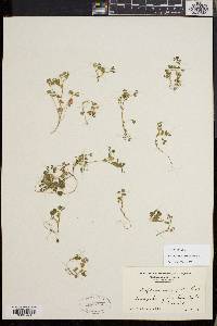 Trifolium microcephalum image