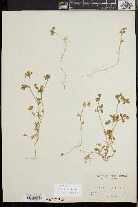 Trifolium microcephalum image