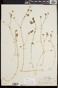 Trifolium microcephalum image