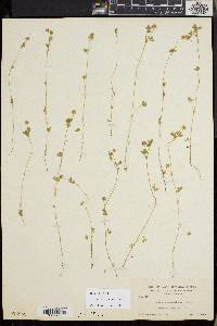 Trifolium microcephalum image