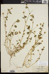 Trifolium microcephalum image