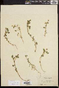 Trifolium microcephalum image