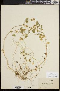 Trifolium microcephalum image