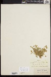 Trifolium microcephalum image