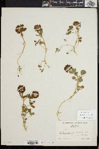 Trifolium wormskioldii image