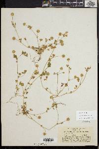 Trifolium microcephalum image
