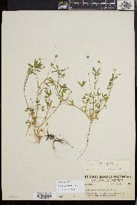 Trifolium oliganthum image