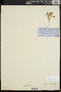 Trifolium barbigerum image
