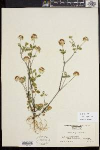 Trifolium cyathiferum image