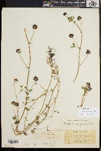 Trifolium variegatum image