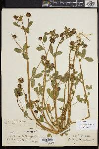 Trifolium variegatum image